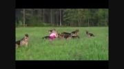 بازی کردن یک دختر با 14 سگ شکاری