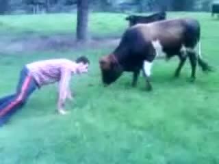 مبارزه گاو با خر
