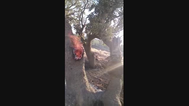 آتش سوزی جنگلهای ایوان در استان ایلام-پایگاه خبری جویزر