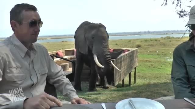 فیل بی اعصاب xD کلیپ از (JukinVideo)