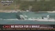 حمله نهنگ به قایق !