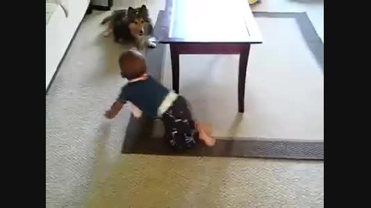 بازی سگ و بچه