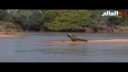شکار تمساح در چند ثانیه- فیلم