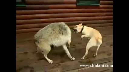 بازی گرگ و سگ