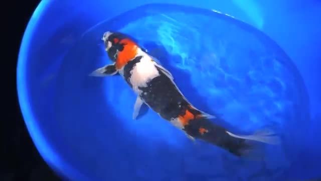 koi collecting in japan-2