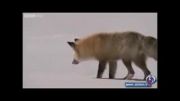 شکار روباه در یخ - کم حجم - 600kb - 1min