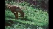 حمله شیر کوهی به شکارچی