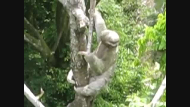تنبل درختی ( تنبل ترین حیوان جهان )