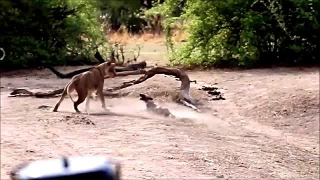 حمله شیر ماده به یک لشگر سگ وحشی
