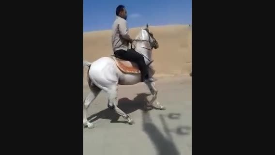 اسب گیومتل خمینی شهر اصفهان.