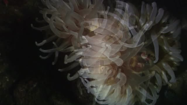 مقایسه حالت Polyp و Medusa مرجانیان