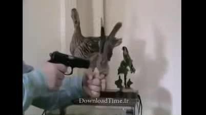 ترسیدن پرنده از تفنگ