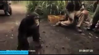 عاقبت اسلحه دادن به میمون