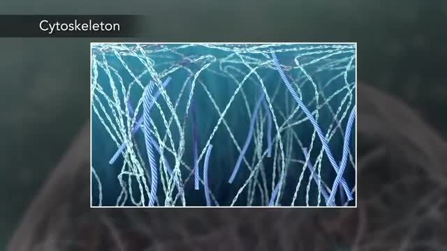 انیمیشن فوق العاده زیبای ساختار سلول های زیستی