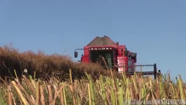 Canola Harvest 2015 with Case IH 2388 Axial-Flow‬&rlm;