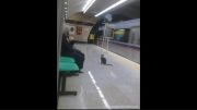 گربه در مترو تجریش تهران ؟ کجا میخواد بره ؟