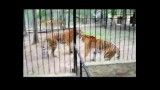 درگیری تماشایی دو ببر در قفس یک باغ وحش