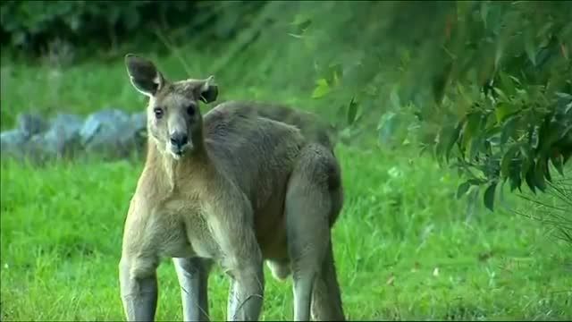 کانگورو غول پیکر در استرالیا!!!