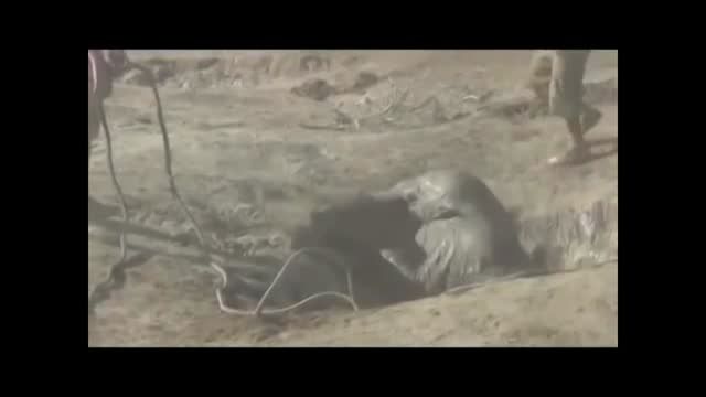 نجات بچه فیل - واقعا دیدنی