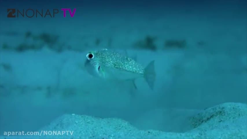 | طراحی توسط ماهی کوچک در کف اقیانوس | NONAP TV |