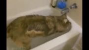 سگ ها فقط نمیخواهند حمام کنند! (جالبه ببینید)