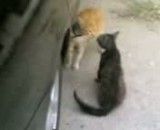 دعوای با حال 2  گربه