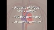 فیزیولوژی قلب و سیستم گردش خون