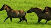 زیباترین اسب های جهان (FULL HD)