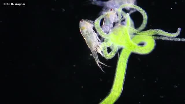 Hydra Viridis (Green Hydra) is eating a waterflea
