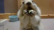 خیار خوردن بامزه یک سنجاب!