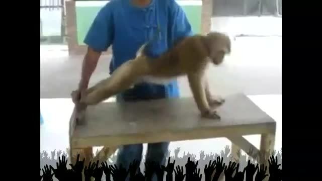 ورزش کردن میمون ( اوج خنده)