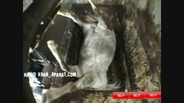 انداختن اسب سفید در چرخ گوشت عظیم الجثه(15+)