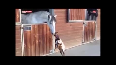 درگیری جالب بز با اسب
