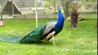 طاووس خیلی زیبا
