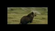 فیلم کوتاه خرس bear