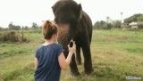 بازی فیل با موبایل
