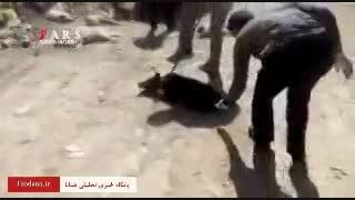 سگ کشی دردناک در شیراز