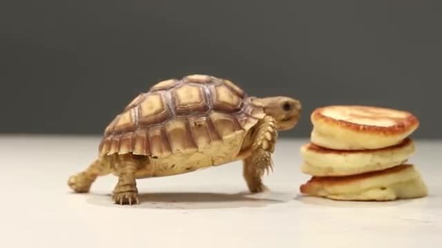 پنکیک خوردن لاکپشت!