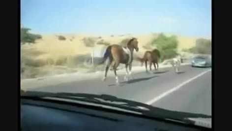 برخورد اسب با ماشین