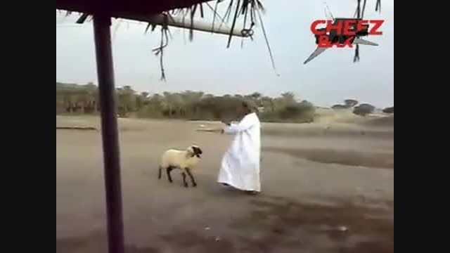 رقص عربی خنده دار گوسفند و صاحبش...