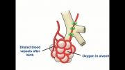 وضعیت  ریه ها و گردش خون( پس از تولد)