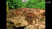 مهاجرت سالیانه ی خرچنگ های قرمز در جزیره ی کری - زومیت