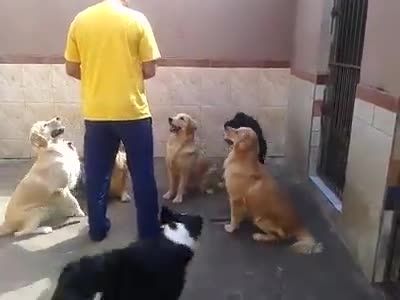 غذا دادن به سگ