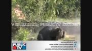 حمله خرس تنبل به کشاورز ( جدید ) +15