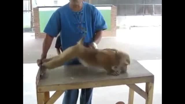 میمون بدن ساز