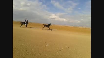 اسب خالص عرب ایرانی