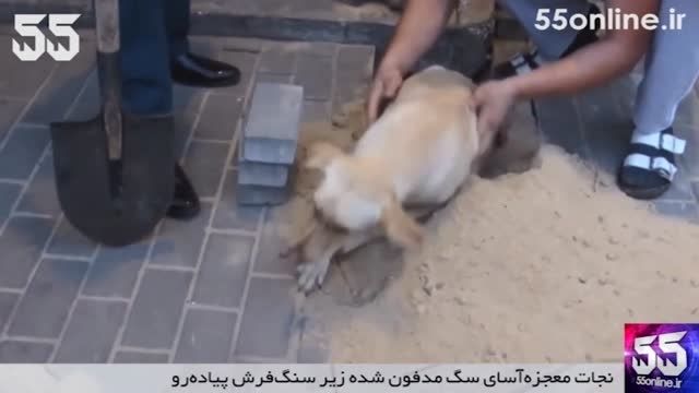 نجات معجزه آسای سگ مدفون شده زیر سنگ فرش پیاده رو