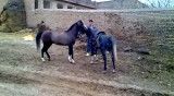 اسب در اردبیل