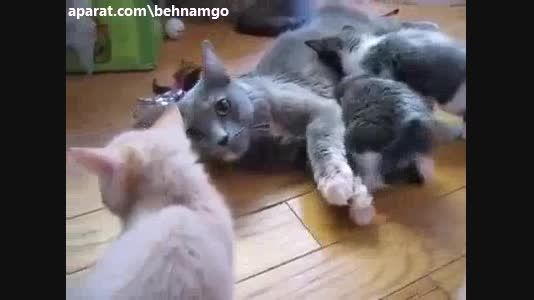 گربه مادر عاشق فرزندانش..!