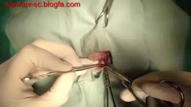 جراحی پلک سوم-چشم گیلاسی در سگ بولداگ